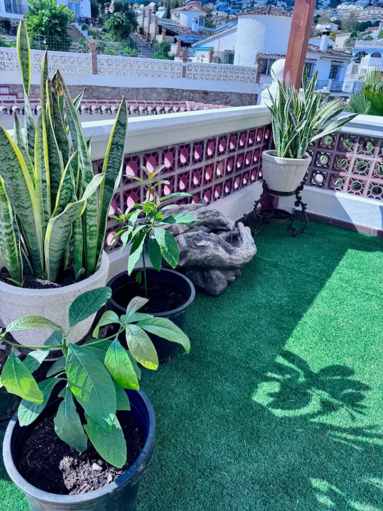 Environment picture plants